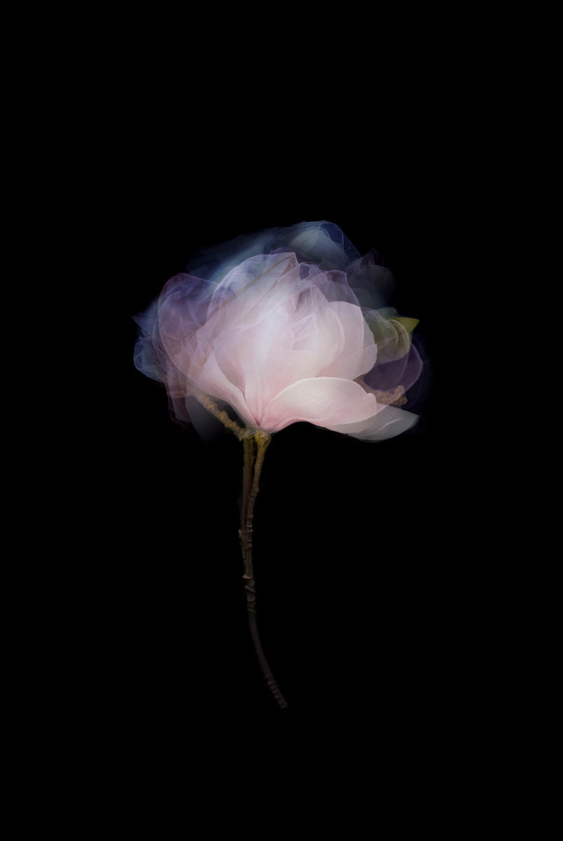 Magnolia 1