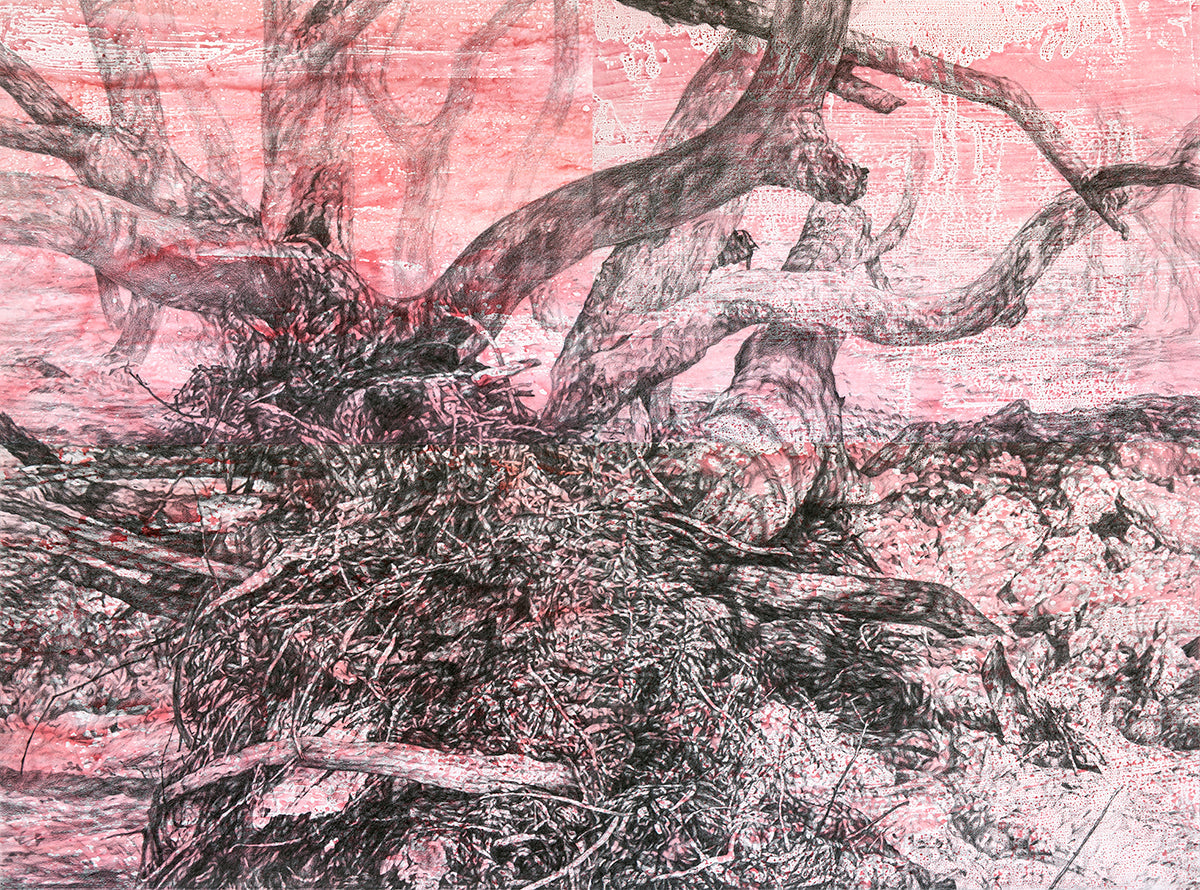 River Red Gum (Mutawintji)