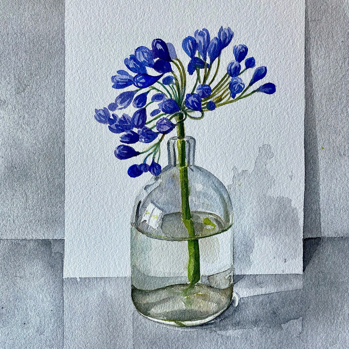 Agapanthus