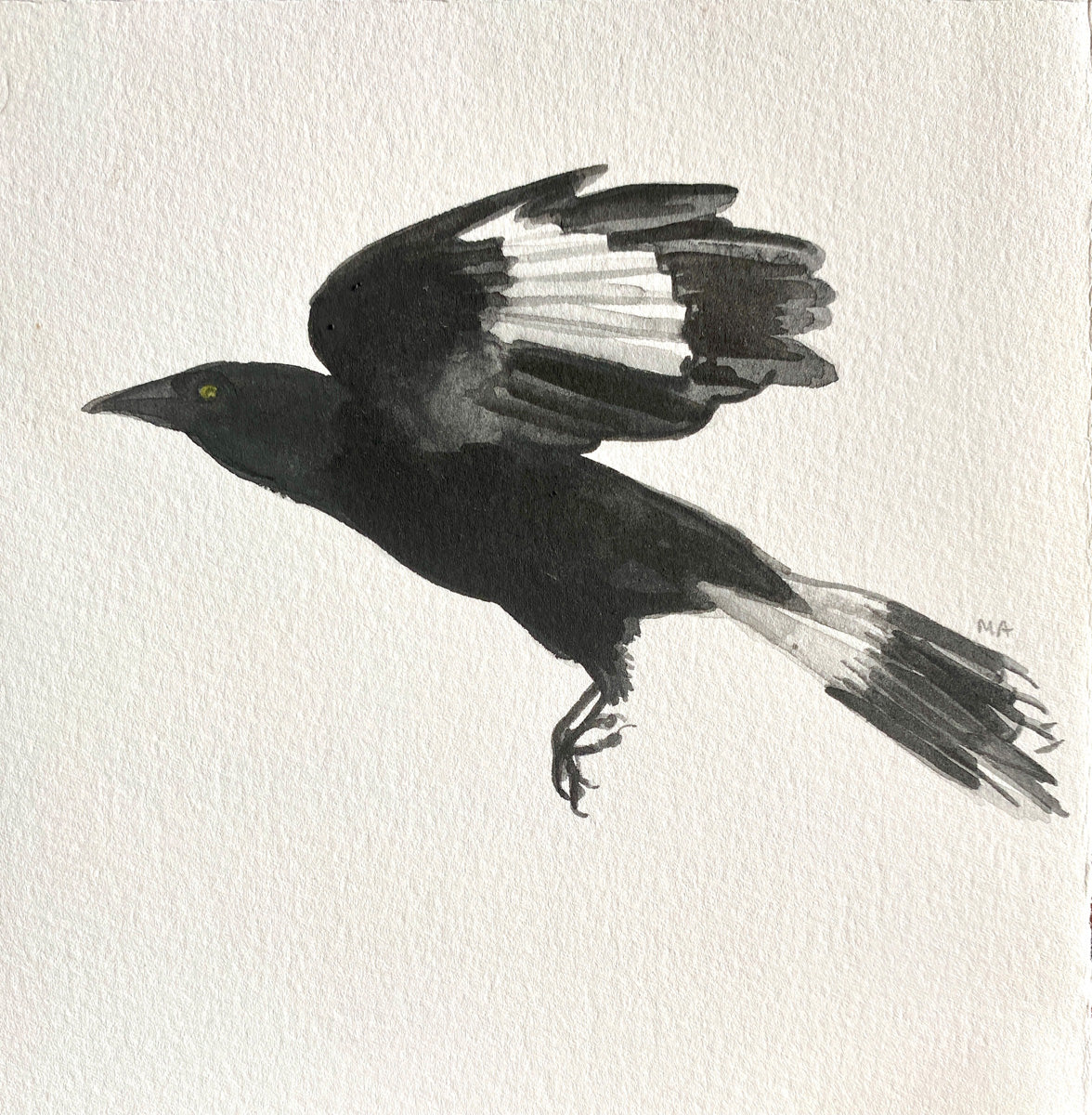 Currawong 1