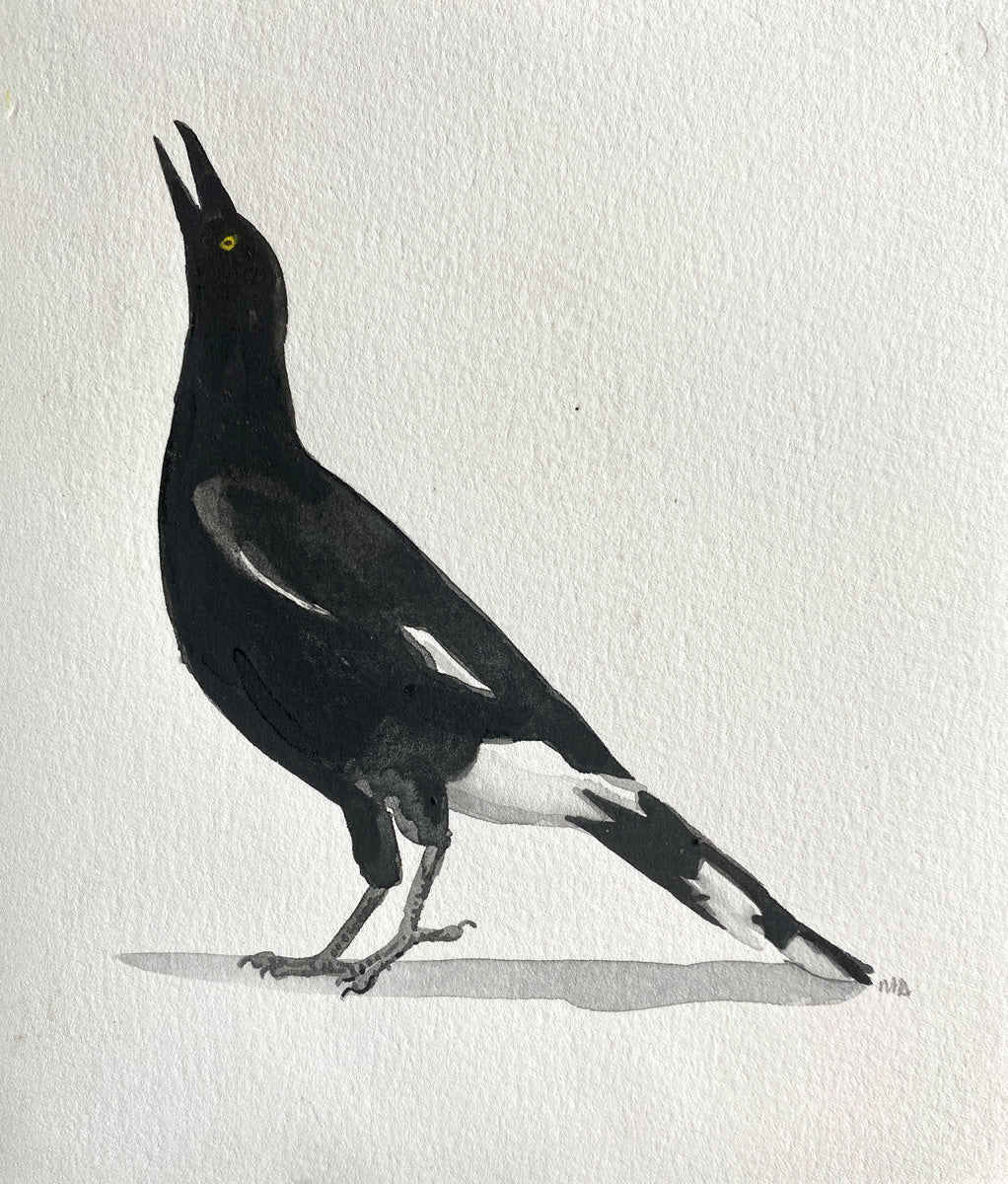 Currawong 2