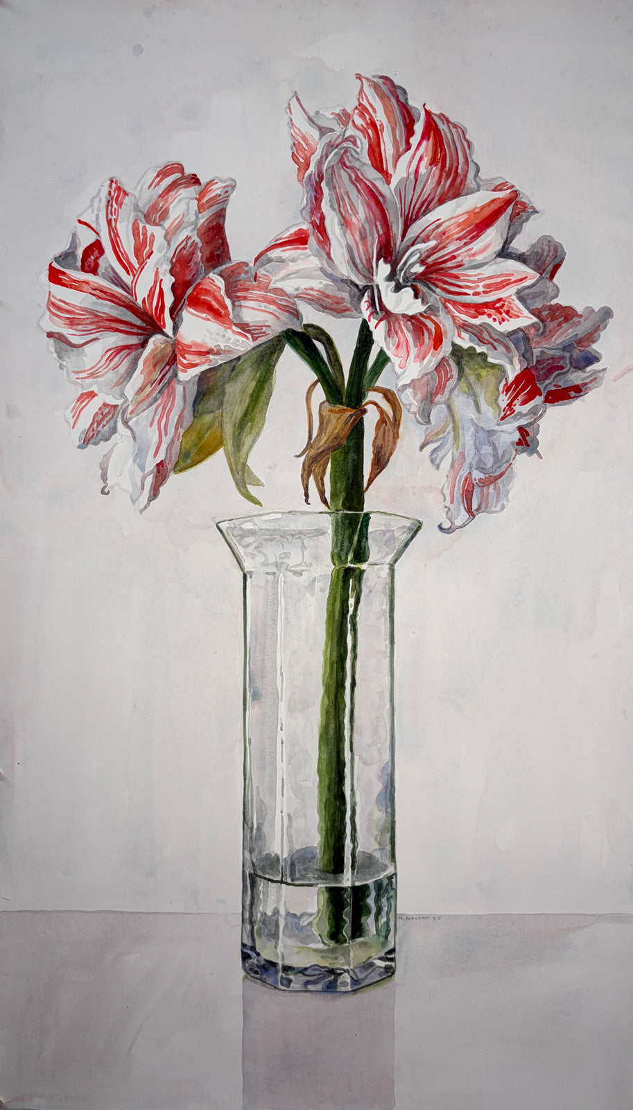 Hippeastrum, Naked