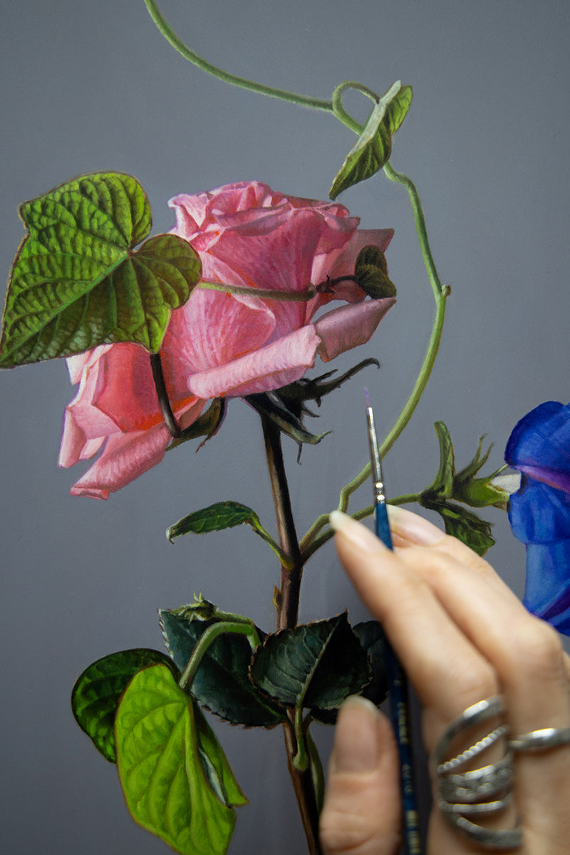 Morning Glory Study 4