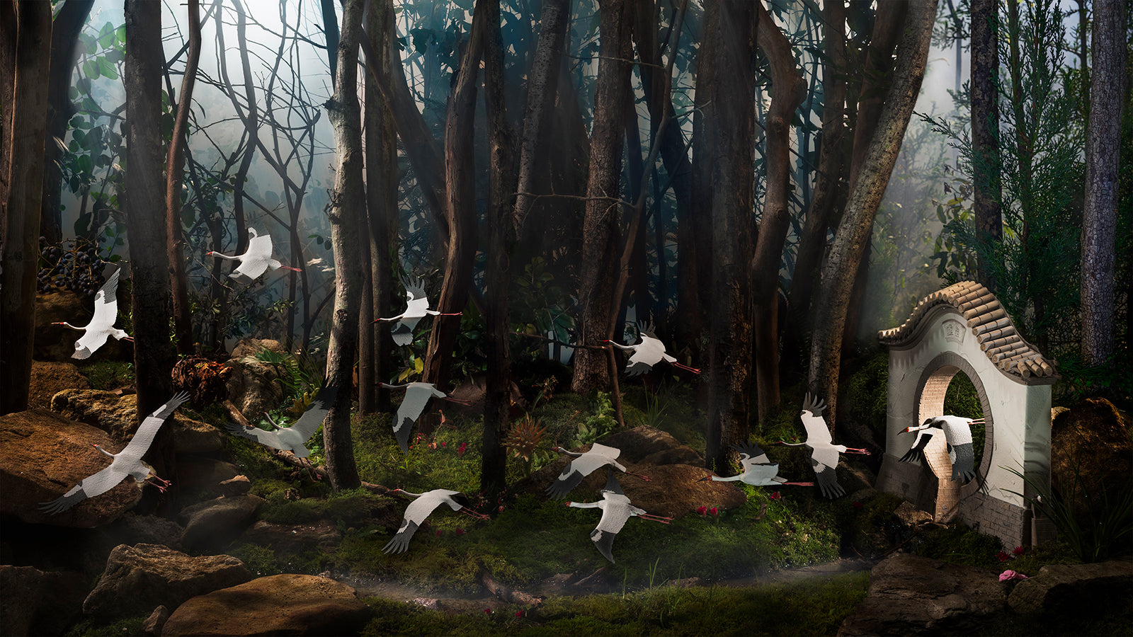 Siberian Cranes