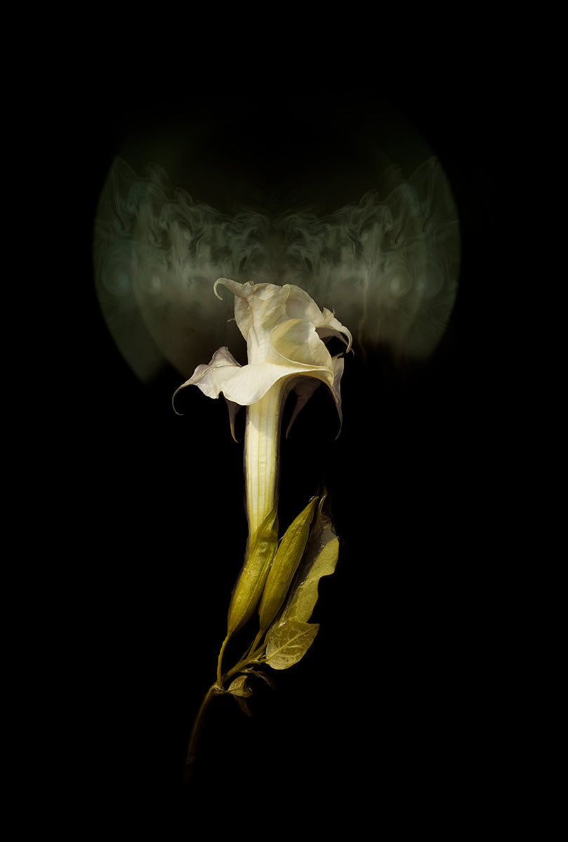 Datura