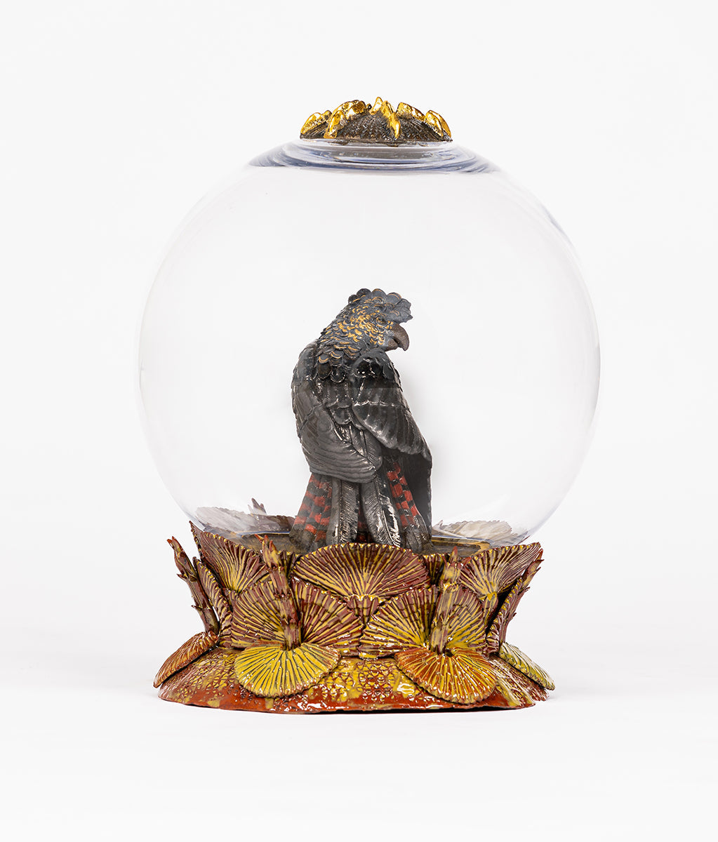 Declining glossy black cockatoo