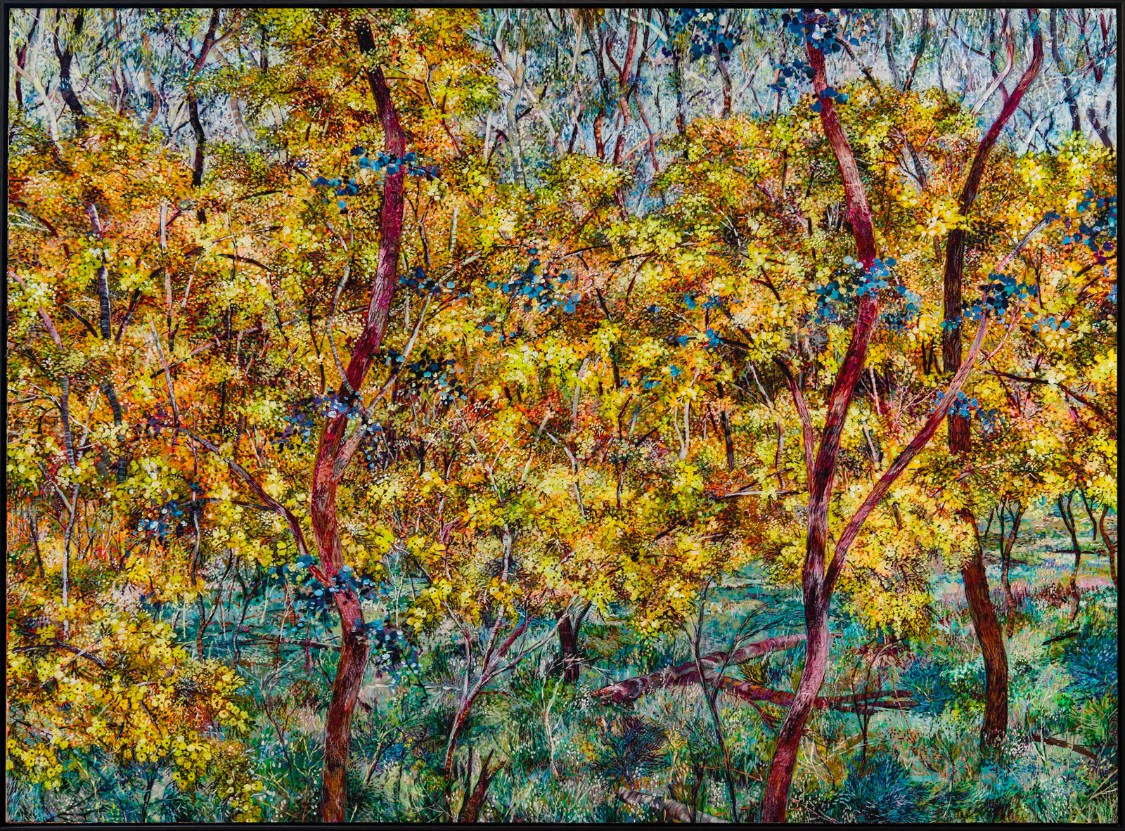 Glow - Wattles on Nailcan Hill