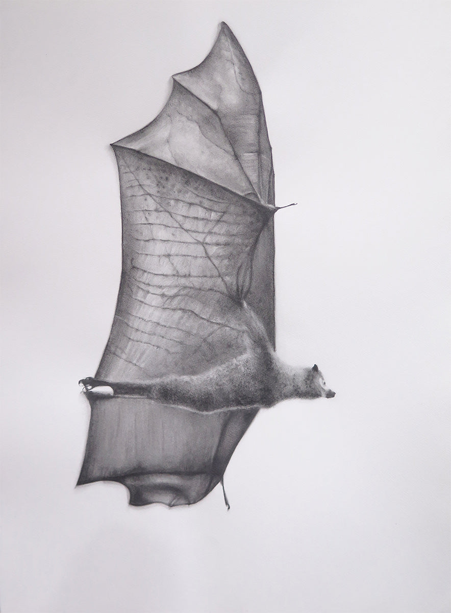Melbourne's Flying Fox No. 2