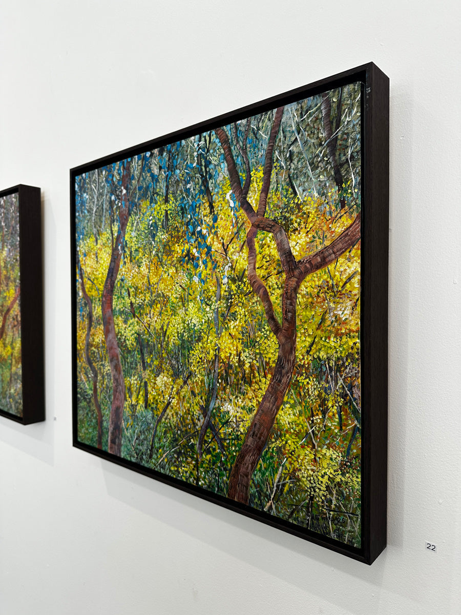 Glow no.4 (Wattles in Bushland)