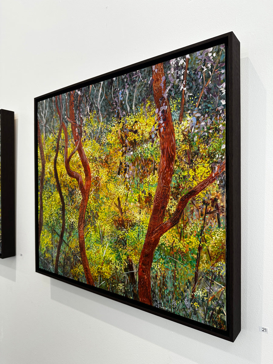 Glow no. 3 (Wattles in Bushland)