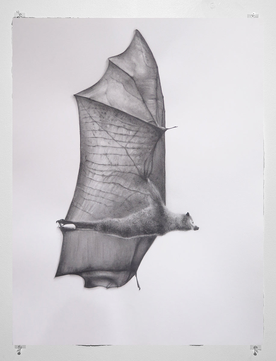 Melbourne's Flying Fox No. 2