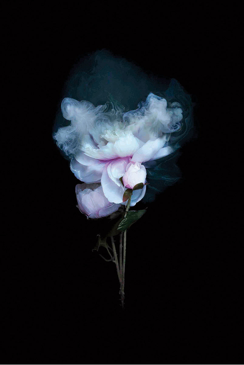 Peony Rose #3