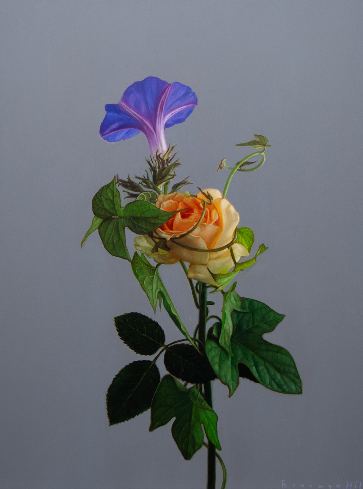 Morning Glory Study 5