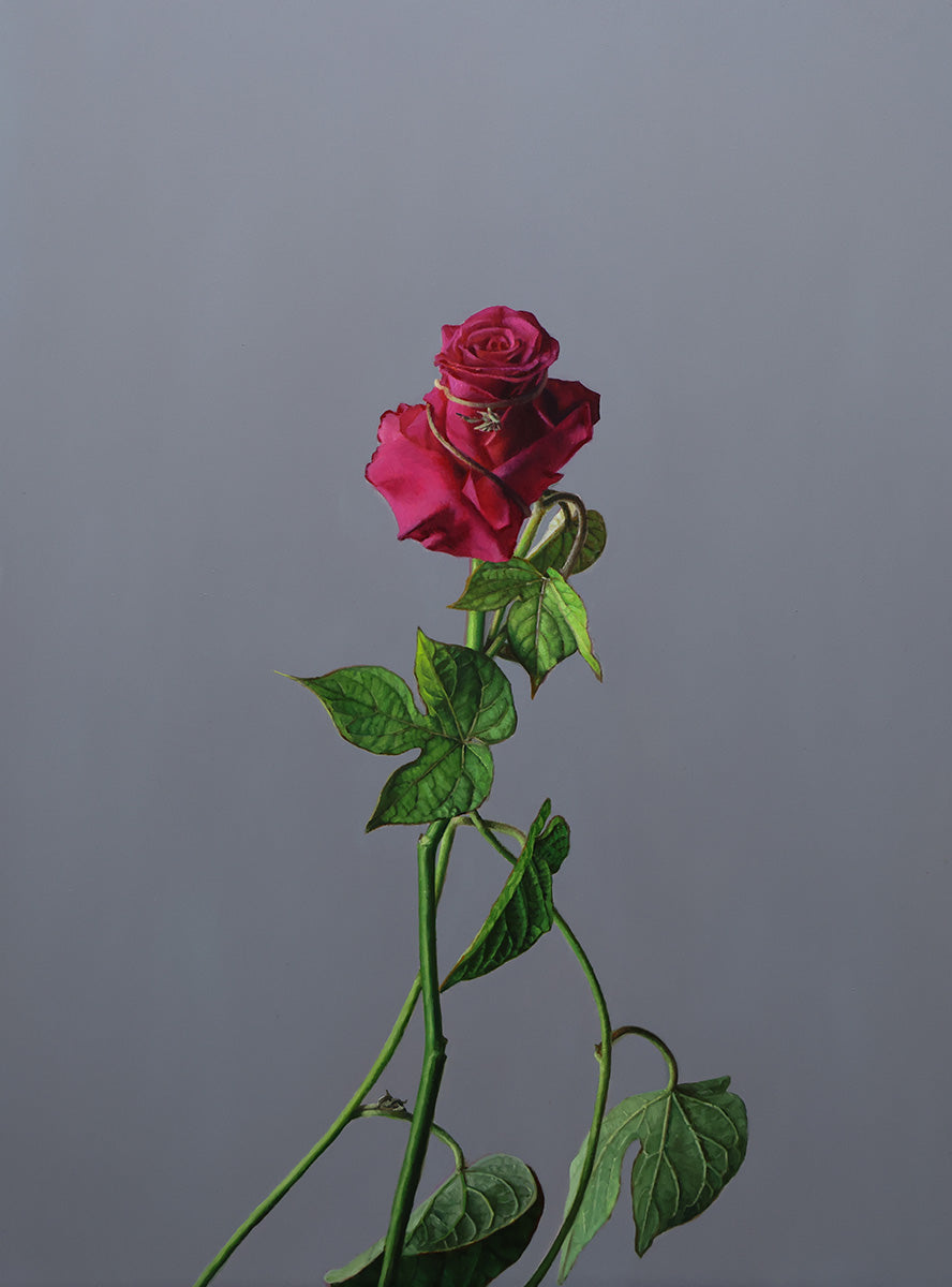 Morning Glory Study 6