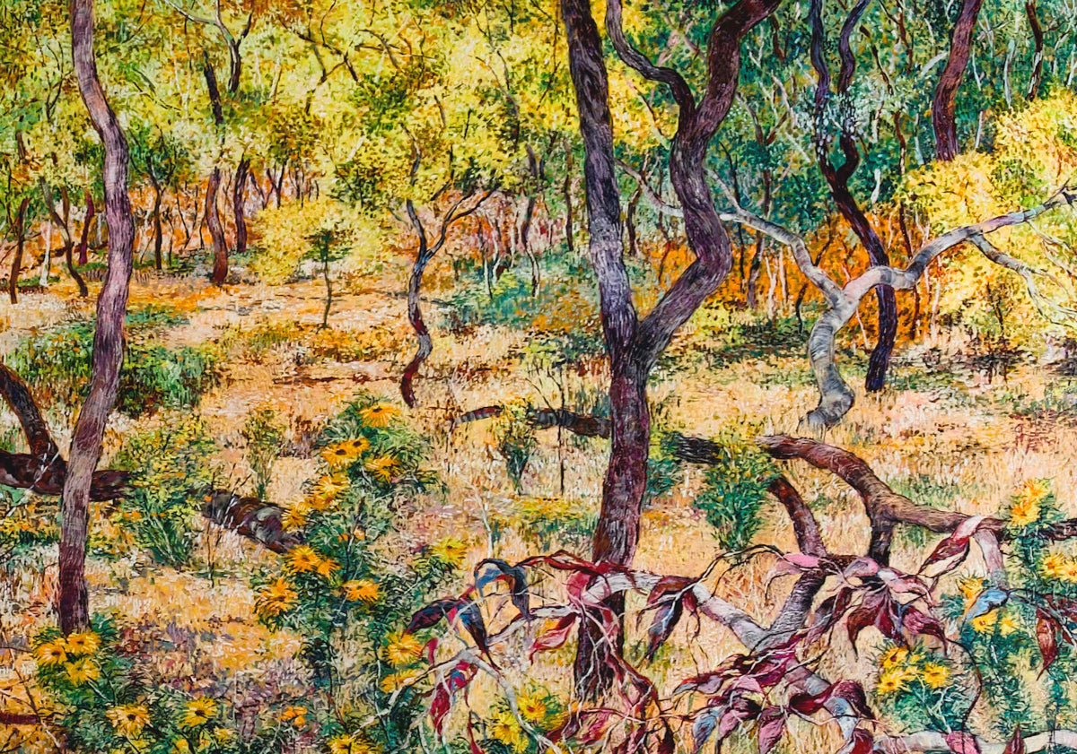 Paper Daisies and Broken Branches on Nailcan Hill