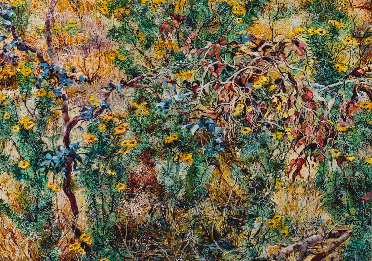 Paper Daisies and Broken Branches on Nailcan Hill