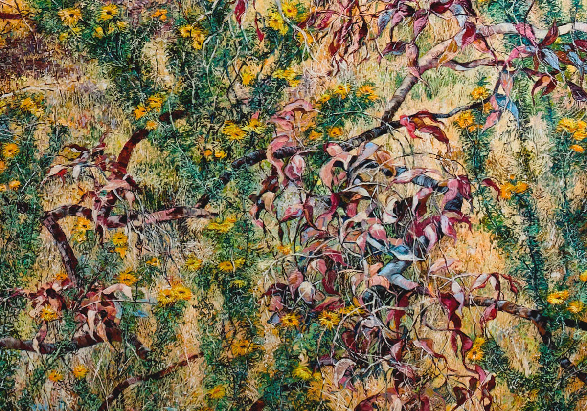 Paper Daisies and Broken Branches on Nailcan Hill