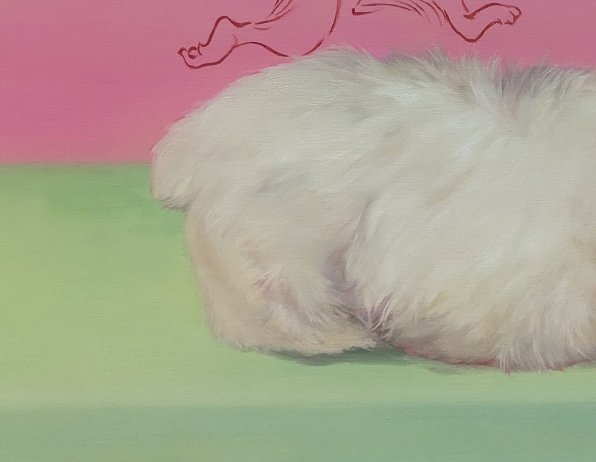 Study of a rabbit