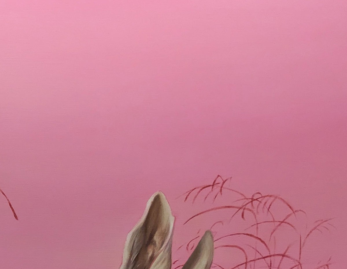 Study of a rabbit