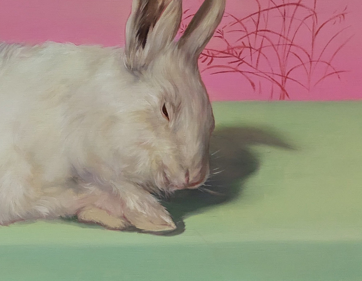 Study of a rabbit