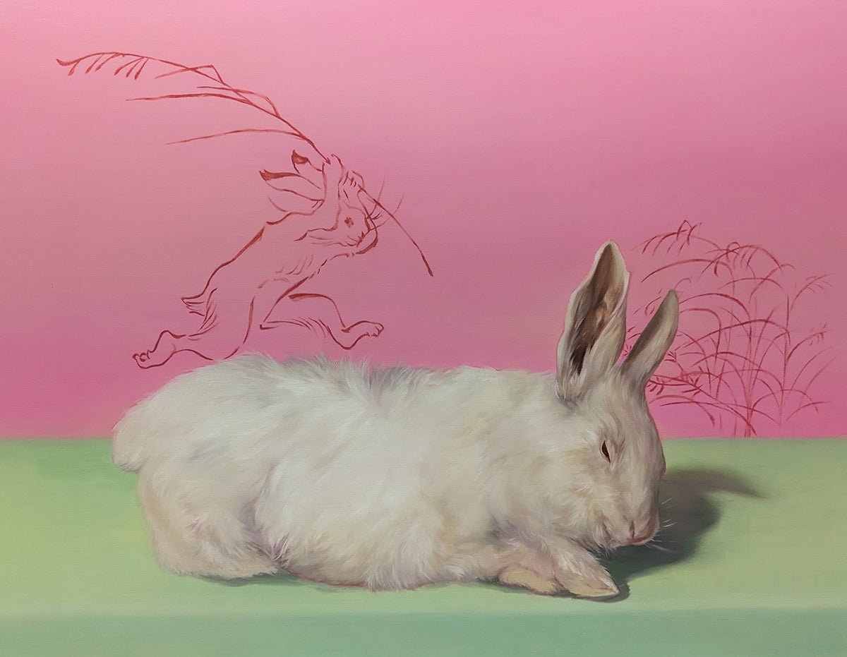 Study of a rabbit