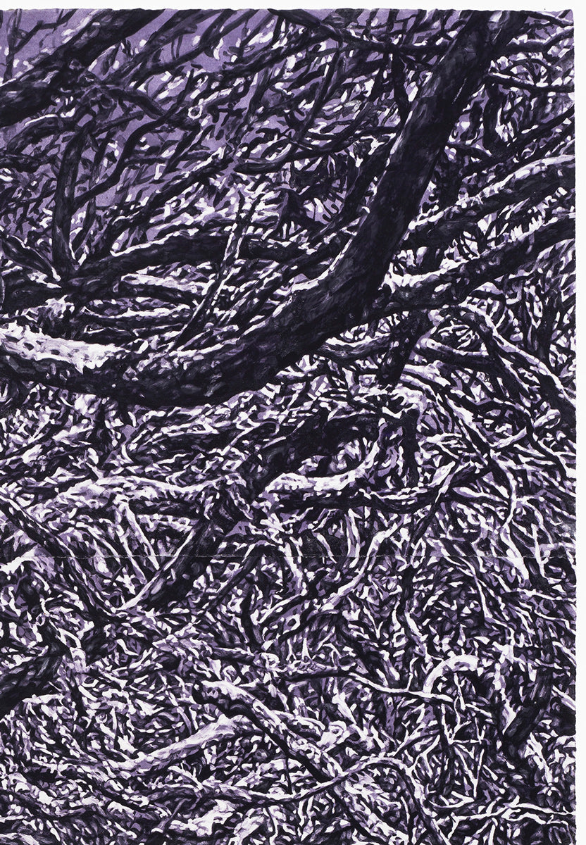 Undergrowth (Mt Gingera)