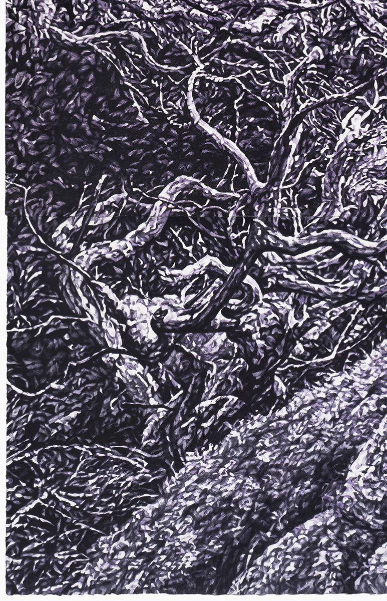 Undergrowth (Mt Gingera)