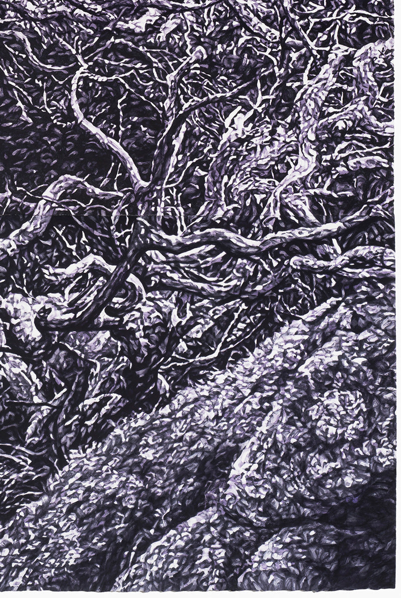Undergrowth (Mt Gingera)