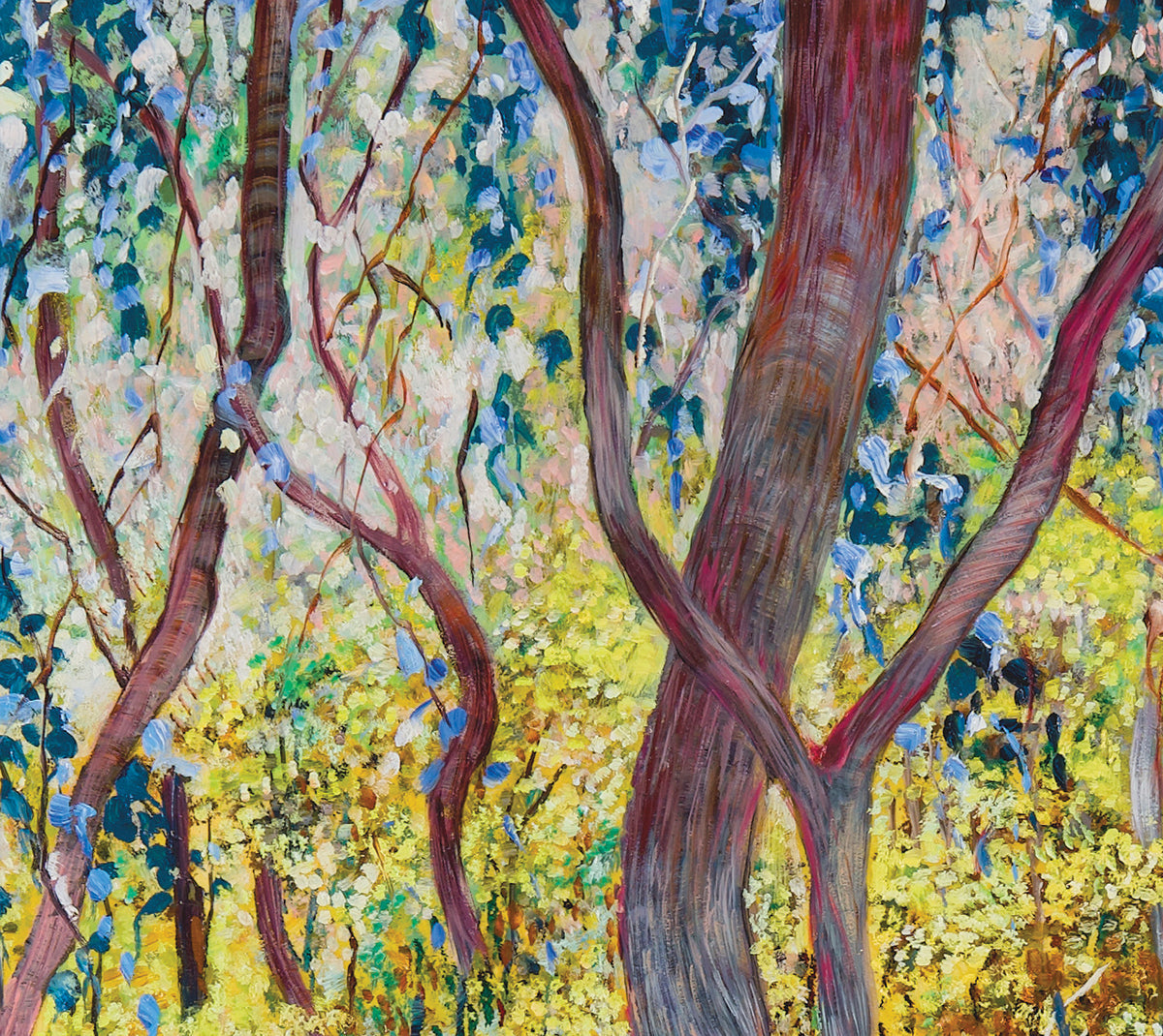 Glow no.2 (Wattles in Bushland)