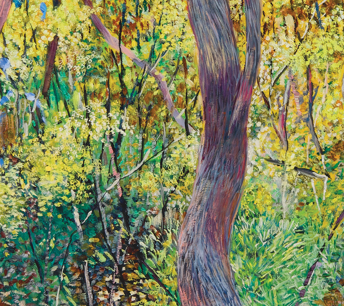 Glow no.2 (Wattles in Bushland)
