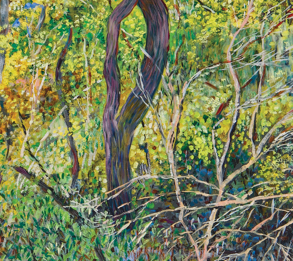 Glow no.2 (Wattles in Bushland)