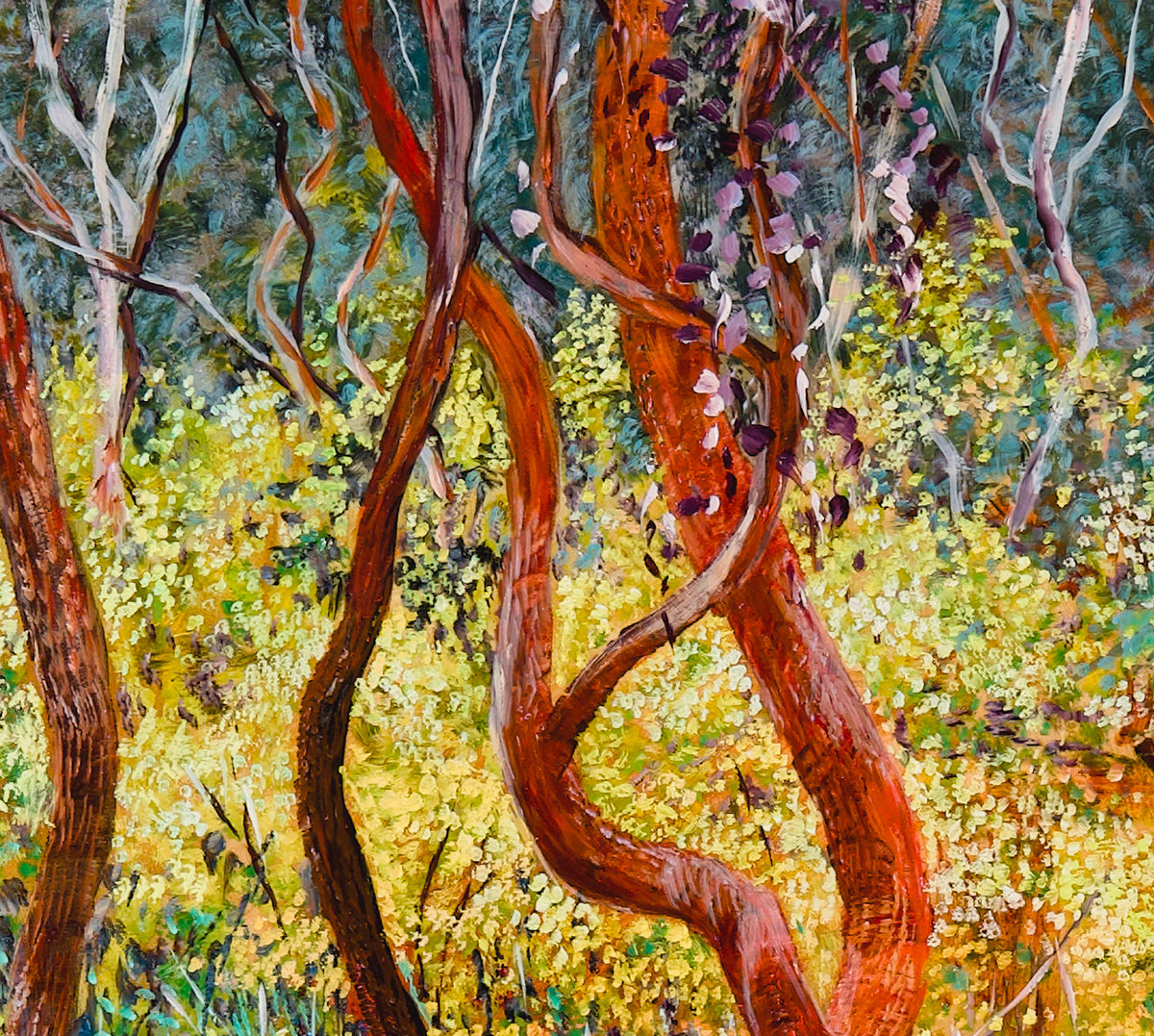 Glow no. 3 (Wattles in Bushland)