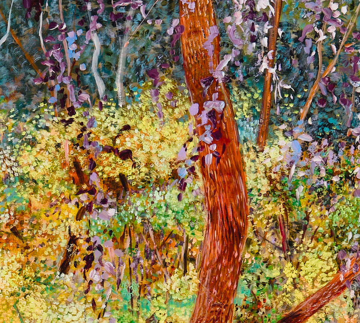 Glow no. 3 (Wattles in Bushland)