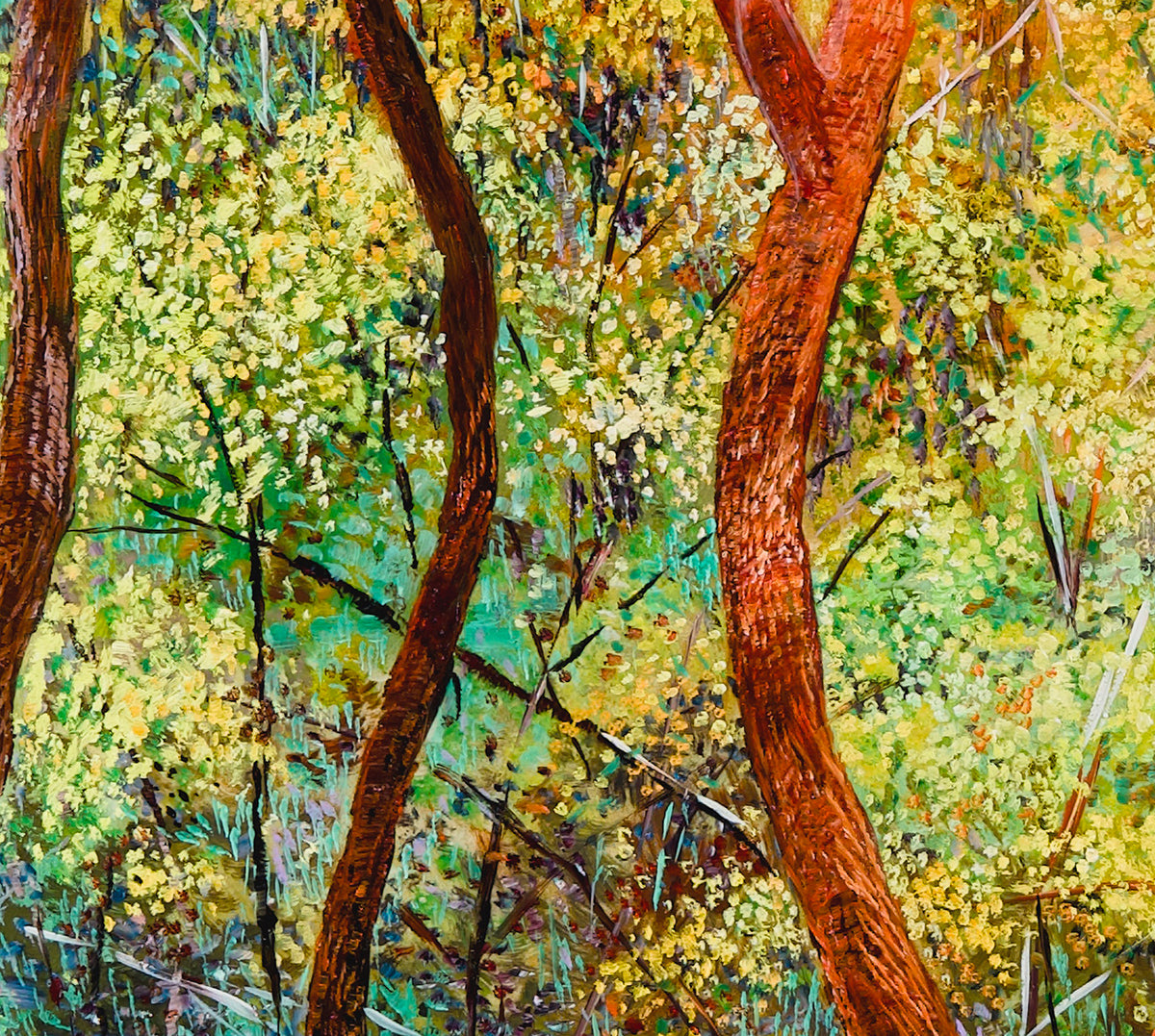 Glow no. 3 (Wattles in Bushland)