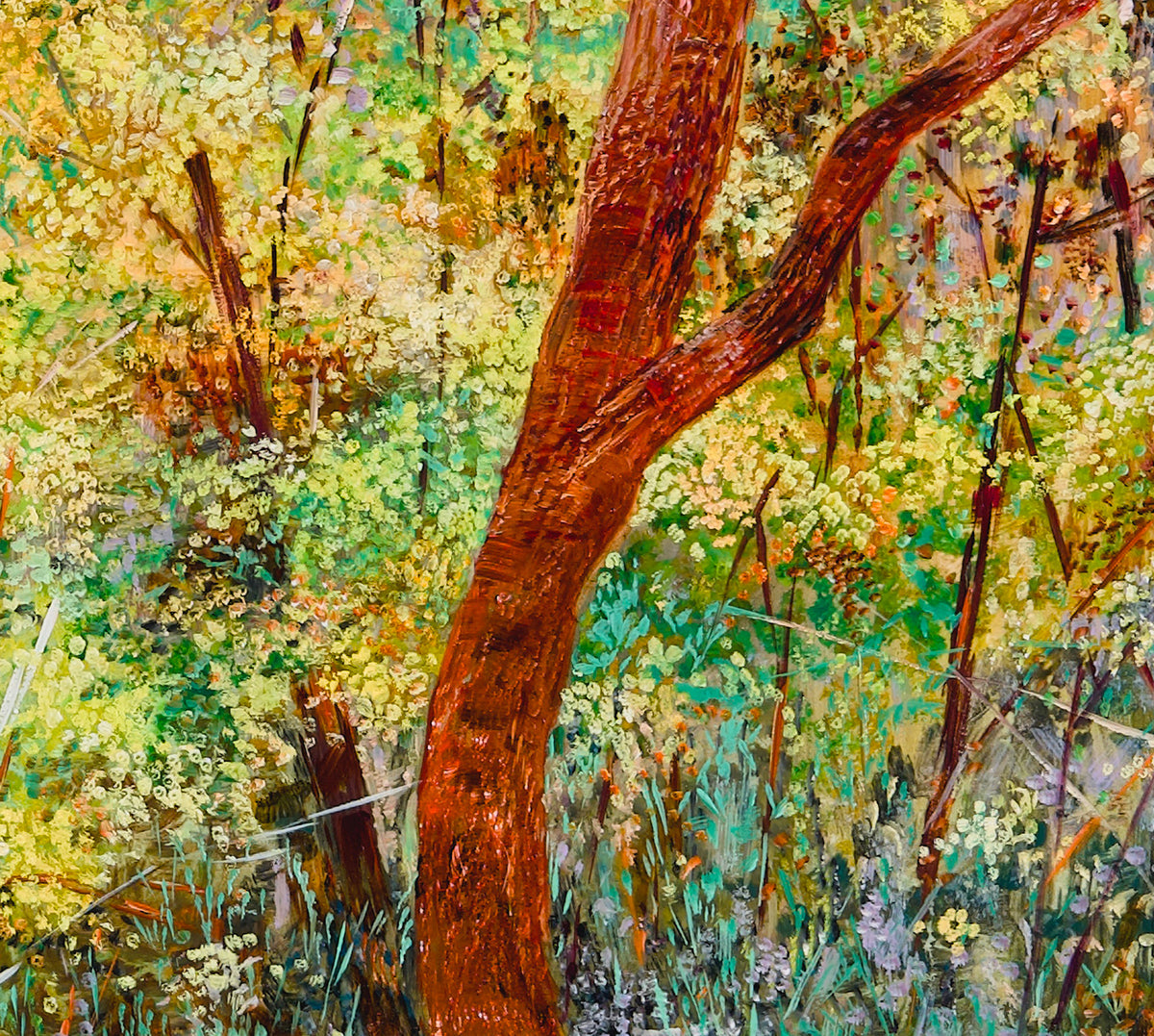 Glow no. 3 (Wattles in Bushland)
