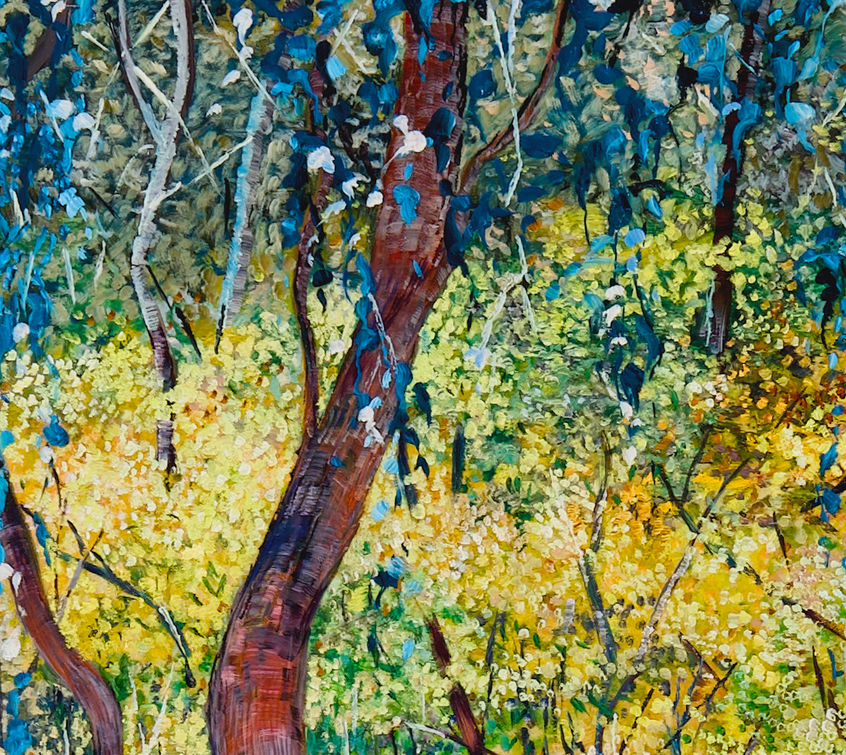Glow no.4 (Wattles in Bushland)