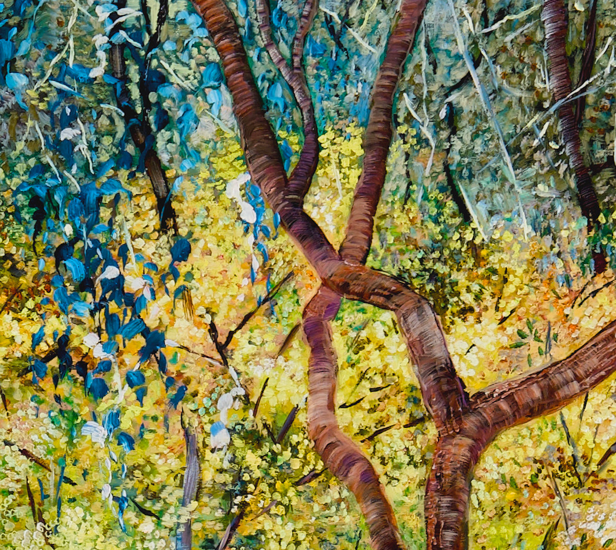 Glow no.4 (Wattles in Bushland)