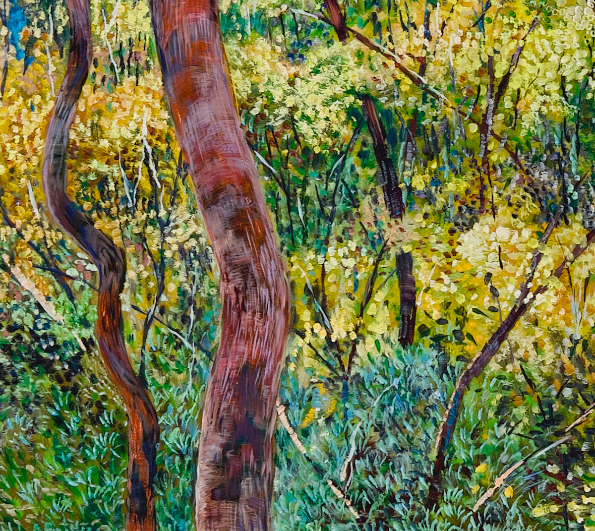 Glow no.4 (Wattles in Bushland)