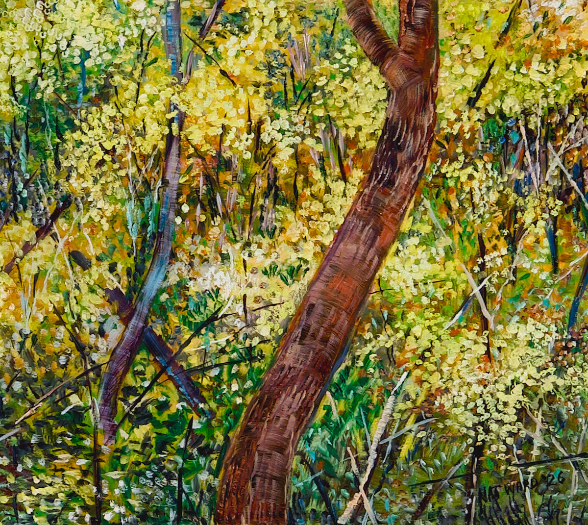Glow no.4 (Wattles in Bushland)