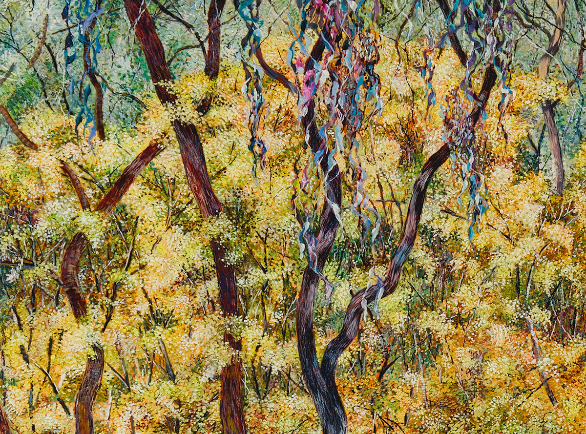 Glow no.5 (Wattles in Bushland)