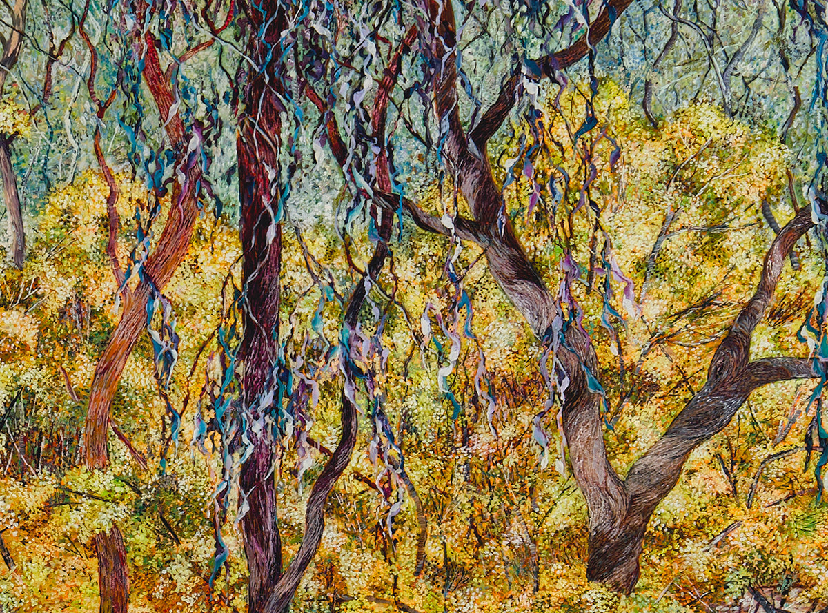 Glow no.5 (Wattles in Bushland)