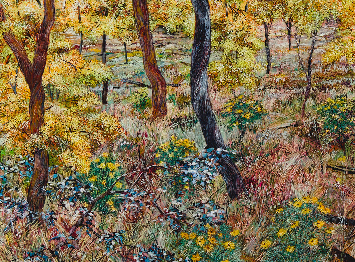 Glow no.5 (Wattles in Bushland)
