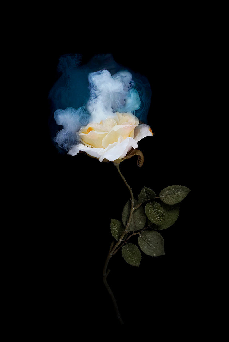 Yellow Rose