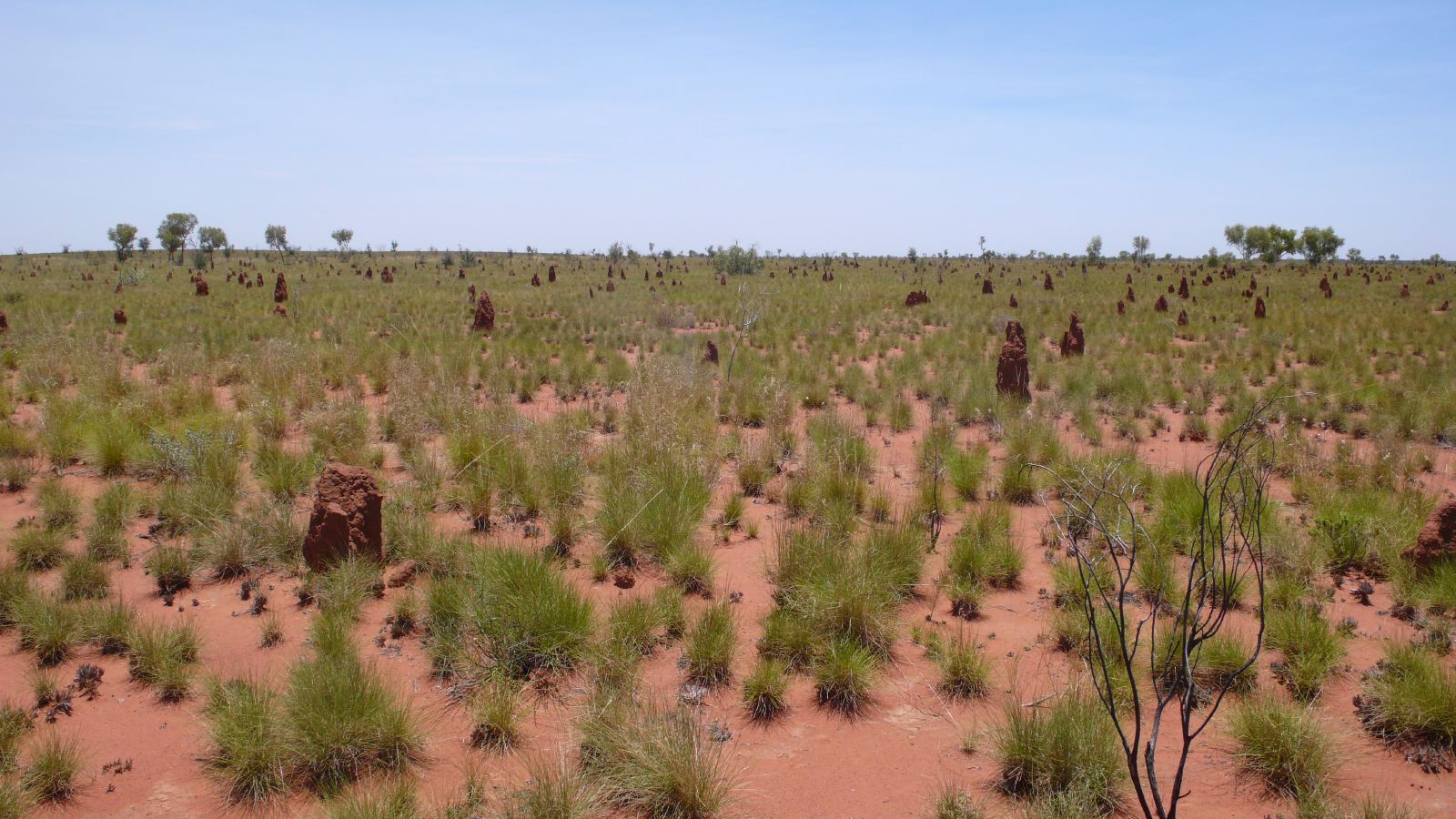 Yuendumu desert