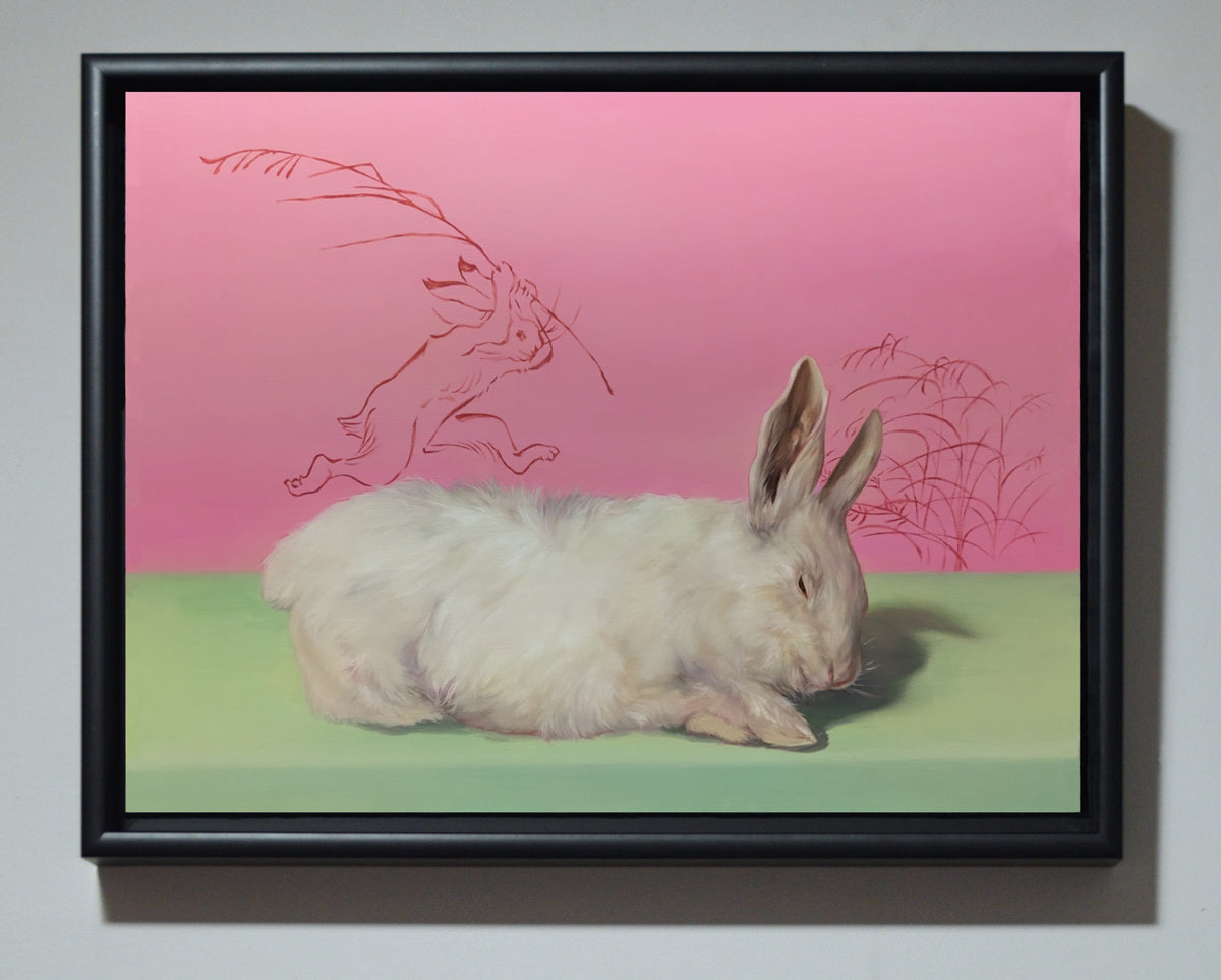 Study of a rabbit
